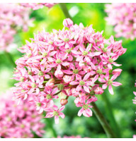 Аллиум Pink Jewel