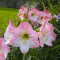 Амариллис Apple Blossom