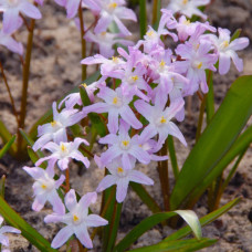 Хионодокса Pink Giant