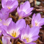 Цибулини Пізньоцвіт Lilac Bedder