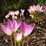 Цибулини Пізньоцвіт Lilac Bedder