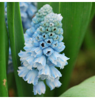 Мускарі Azureum