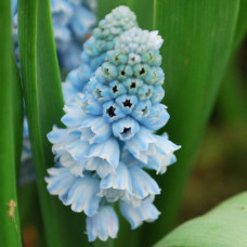 Мускари Azureum