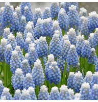 Мускарі Ocean Magic