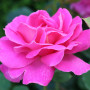 Роза Pink Peace (саженец)