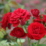 Троянда Nina Weibull (саджанець)