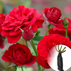Троянда Nina Weibull