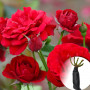 Троянда Nina Weibull (саджанець)