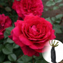 Троянда Bellevue (саджанець)