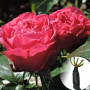 Троянда Cherry Lady (саджанець)