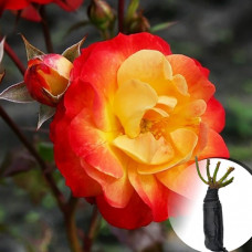Троянда Firebird