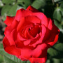 Роза Grande Amore (саженец)