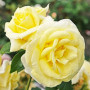 Троянда Limona (саджанець)