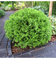 Туя западная Danica 1,5 л