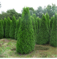 Туя западная Smaragd 1,5 л