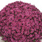 Хризантема Staviski Pink 1л