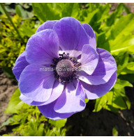 Анемона Mr. Fokker