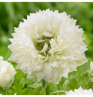 Анемона Mount Everest