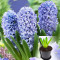 Гиацинт Delft Blue 1 шт в горшке