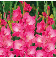 Гладіолус Fairytale Pink