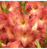 Гладиолус Indian Summer