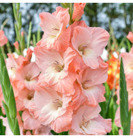 Гладиолус Karma
