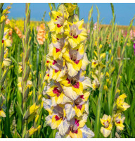 Гладіолус Oracle