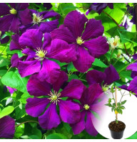 Клематис в горщику Etoile Violette
