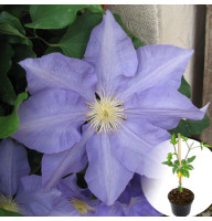 Клематис в горщику H.F. Young