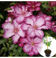 Клематис в горщику Liberty