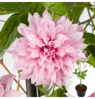 Клематис в горщику Multi Pink