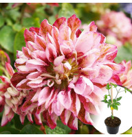 Клематис в горщику Pink Passion