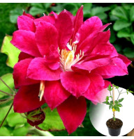 Клематис в горщику Red Star