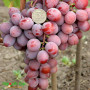 Виноград Рубиновый Юбилей