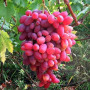 Виноград Рубиновый Юбилей