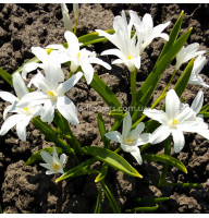 Хіонодокса Luciliae Alba