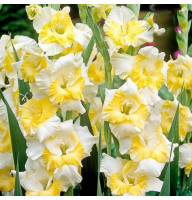 Гладиолус Buggy