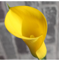 Калла Long Beach 20+