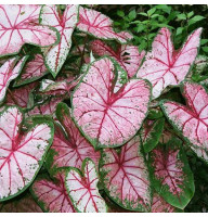 Каладіум Cherry Blossom