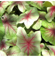 Каладіум Mint Julep