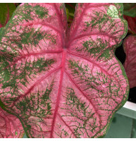 Каладіум Pink Beauty