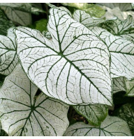 Каладіум White Christmas