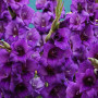 Луковицы Гладиолус Purple Flora