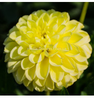 Жоржина Golden Torch