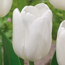 Тюльпан Agrass White