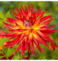 Жоржина Bora Bora