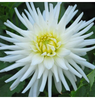 Жоржина My Love