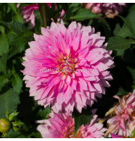 Жоржина Vanessa