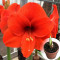 Амариліс в горщику Orange Souvereign