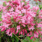 Вейгела Florida Pink 0,5 л